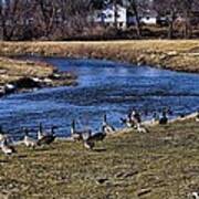 Geese On The Creek Poster