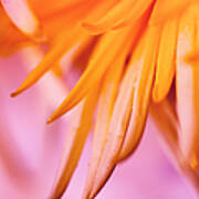 Orange Flower - Nature Photography Poster