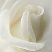 Gentle White Rose Flower Poster