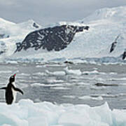 Gentoo Penguin On Ice Floe Antarctica Poster