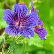 Geranium After The Rain Poster