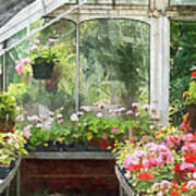 Geraniums In Greenhouse Poster