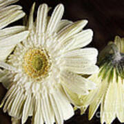 Gerbera Daisies Poster