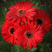 Gerbera  Daisy Poster