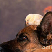 German Shepherd With Baby Chick Poster