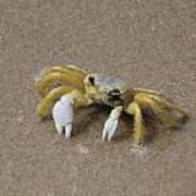 Ghost Crab Poster