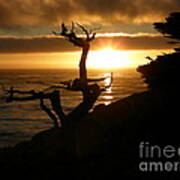 Ghost Tree At Sunset Poster