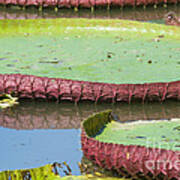 Giant Amazon Water Lilies Poster