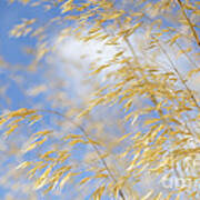 Giant Feather Grass Poster