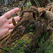 Giant Goliath Spider Poster