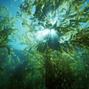 Giant Kelp Forest Poster