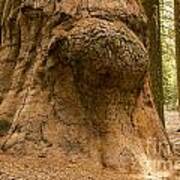 Giant Knot In Giant Tree Poster