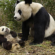 Giant Panda And Baby In Bamboo Forest Poster