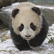 Giant Panda Cub Approaching Wolong China Poster