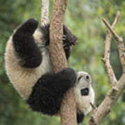 Giant Panda Cub In Tree Chengdu Sichuan Poster