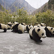 Giant Panda Cubs Wolong China Poster