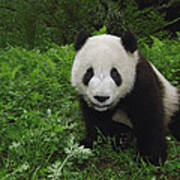Giant Panda Wolong China Poster