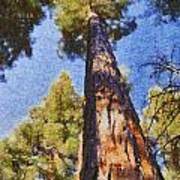 Giant Sequoia Pastel Poster