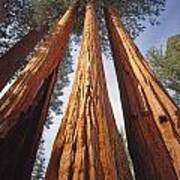 2m6833-giant Sequoias Poster