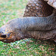 Giant Turtle In The Pamplemousse Botanical Garden 1. Mauritius Poster
