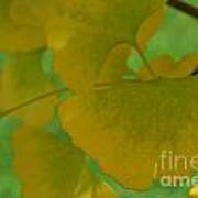 Ginkgo Leaves Abstract Poster