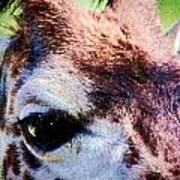 Giraffe Eyes Poster