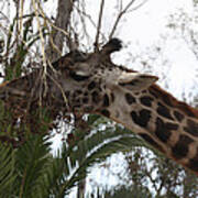 Giraffe Feeding Poster