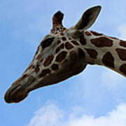 Giraffe - Global Wildlife Center Poster