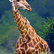 Giraffe Portrait Closeup Poster