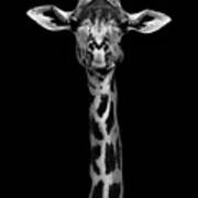 Giraffe Portrait Poster