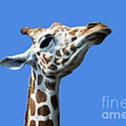 Giraffe Pride Poster