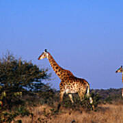 Giraffes  Giraffa Camelopardalis  On Poster