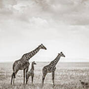 Giraffes Masai Mara Kenya Poster