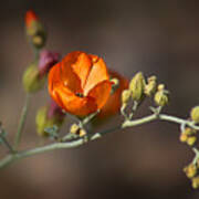 Globemallow Poster