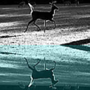 Glowing Buck Reflection Poster