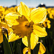 Glowing Daffodil Poster