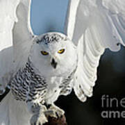 Glowing Snowy Owl In Flight Poster