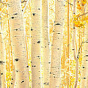 Golden Aspens Utah X100 Poster