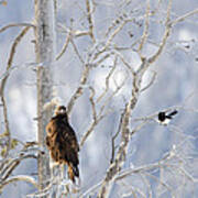 Golden Eagle And The Magpie Poster