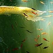 Golden Fluted Koi Tail And Ruby Barbs Poster
