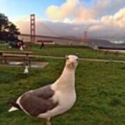 Golden Gate Background, Seagull Up Close Poster