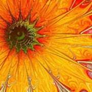 Golden Gazania Poster