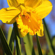 Golden Glory Daffodil Poster