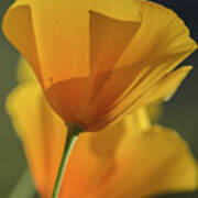 Golden Poppies #1 Poster