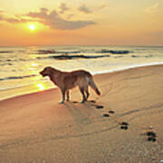 Golden Retriever Dog On Seashore At Poster
