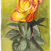Golden Rose Poster