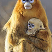 Golden Snub-nosed Monkey And Baby China Poster