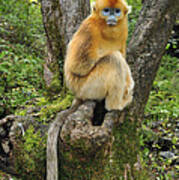 Golden Snub-nosed Monkey Juvenile China Poster