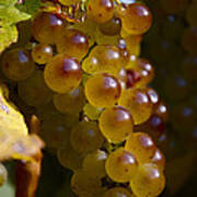 Golden Wine Grapes Poster