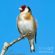 Goldfinch And Blue Sky Poster